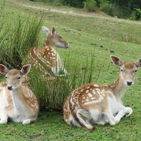 Camping Moulin De Chaules Saint-Constant